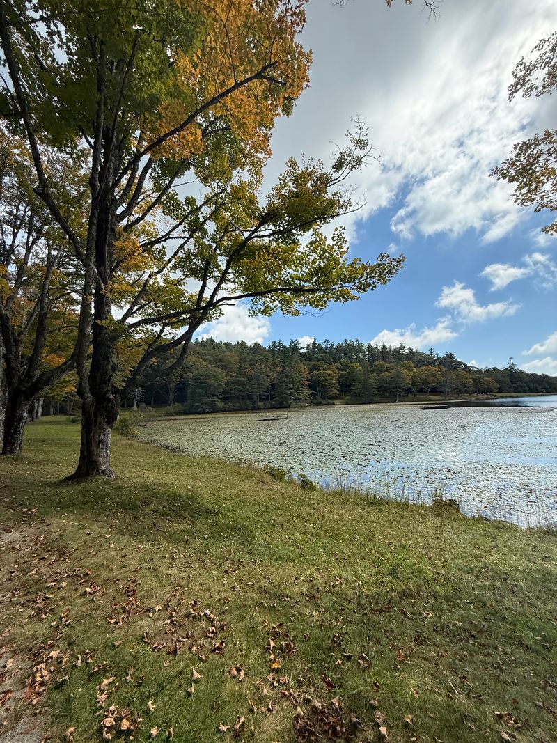 A maple turning gold in early fall on the grassy shore of Bass Lake, with lily pads on the water and wooded ridges beyond